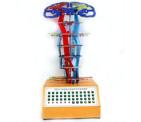 中樞神經(jīng)傳導(dǎo)電動模型.jpg