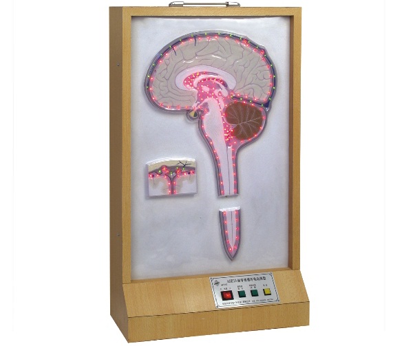 電動腦脊液循環(huán)模型.jpg