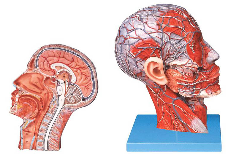 頭部正中矢狀切面附血管神經(jīng)模型.jpg