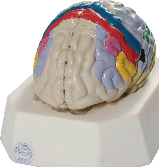 大腦皮質(zhì)功能定位模型2.jpg