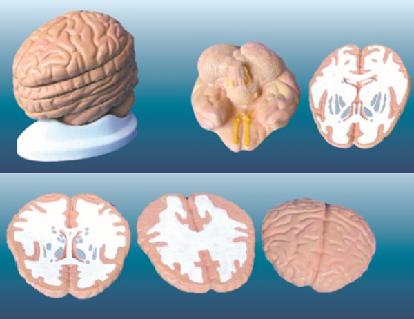 腦水平切面模型.jpg
