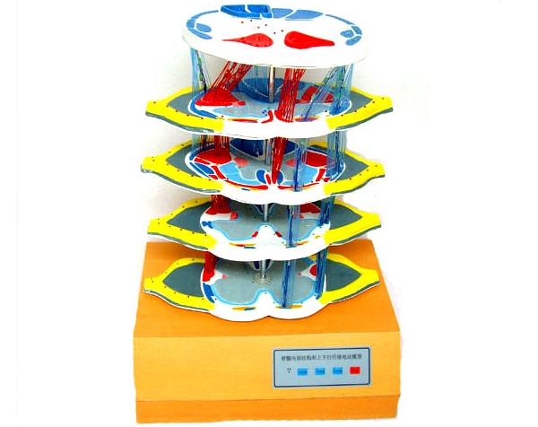 脊髓的內(nèi)部機(jī)構(gòu)和上下行纖維電動(dòng)模型.jpg