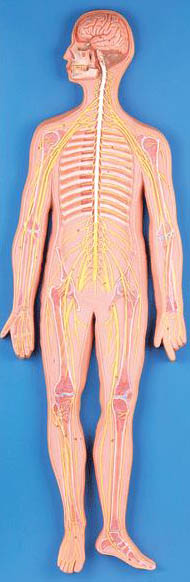 神經(jīng)系統(tǒng)模型.jpg
