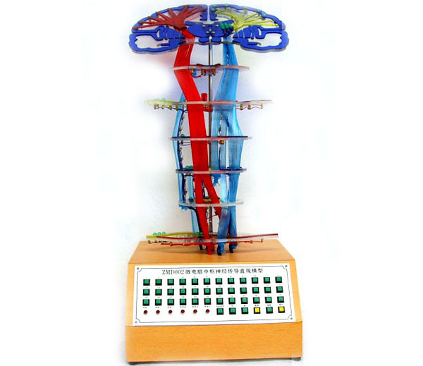 微電腦中樞傳導(dǎo)電動(dòng)模型.jpg