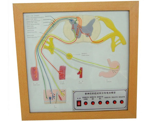 脊神經(jīng)的組成和分布電動模型.jpg